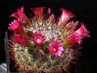 Thumbnail of 1985_Mammillaria albrechtiana ML386_20180507(1).JPG